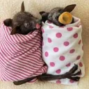 🦇Baby Bat Cave🦇