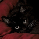 Cinder† Discord server icon