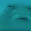 ʀᴏʟʟʏᴏʟʟɪ