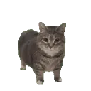 The Wilderlands discord icon