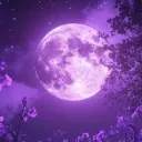 🌙 ┆ 𝐓HE 𝐋OVE 𝐌OON ┆🌙