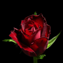 Tomato's  Sleepover Discord server icon