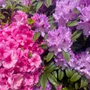 www.💜pink-prpl🩷.com ˚ ༘  ೀ⋆｡˚