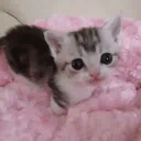 kitty ₍^. .^₎Ⳋ