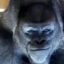Gorilla Gang
