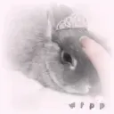 ₊      sαye's  ⊹  portαl    ׅ