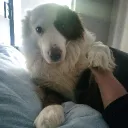Cool animal people