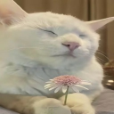 mayari's meadow icon