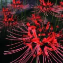 Sunshine ~ Community