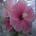 Relax Gaming๐ธ๐ Discord server icon