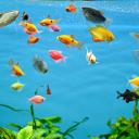 Fish REBORN
