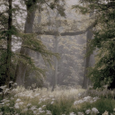 The Desired Forest