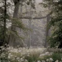 The Desired Forest