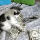meow & shit
