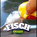 Fisch Brasil banner