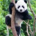 Panda Grove