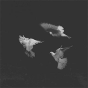 Music Supporting Discord server icon