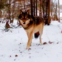 Wolves of the glowing skies