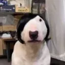 KittyLaws✧Boost Discord server icon