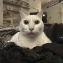 The Ca Realm 😇😇🙏✅