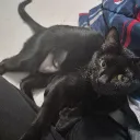 CAT CULT!