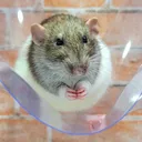 どぶねずみキングダム
