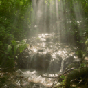 🌿𝙾𝚞𝚛 𝚏𝚕𝚘𝚠𝚎𝚛 𝙵𝚘𝚛𝚎𝚜𝚝🪻 Discord server icon