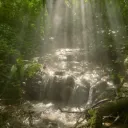 🌊𝙾𝚞𝚛 𝙵𝚕𝚘𝚠𝚎𝚛 𝙵𝚘𝚛𝚎𝚜𝚝🍃