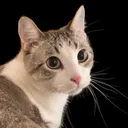 ZUMSMP
