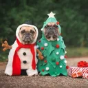🐕Zona🐕pug🐕multijuegos🐕