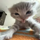 Avid Cat Enjoyers Discord Server