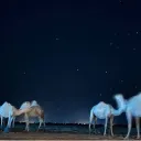 المـلـتـقـى