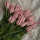 🌸𝘀𝗼𝗳𝘁𝗹𝗶𝗻𝗲 𝘀𝗼𝗰𝗶𝗲𝘁𝘆🌸 Discord server icon