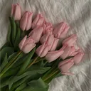 🌸𝘀𝗼𝗳𝘁𝗹𝗶𝗻𝗲 𝘀𝗼𝗰𝗶𝗲𝘁𝘆🌸