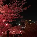 𝒔𝒕𝒂𝒓𝒍𝒊𝒕𝒔 𝒉𝒂𝒖𝒏𝒕