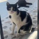 La Dolce Vita Discord server icon