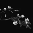 ✧💫𝒞𝐸𝐿𝐸𝒮𝒯𝐼𝒜𝐿🐦⬛✧