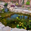 Fishy's pond