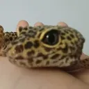 Gecko's Community
