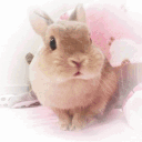 sweetcure ⨳   🏹∘  guild , genshin , hsr avatar