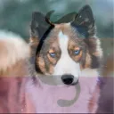 ⋆˖⁺‧₊☽⁺⋆𝓩𝓸𝓸 𝓗𝓪𝓿𝓮𝓷⋆⁺☾₊‧⁺˖⋆