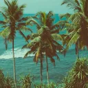 tropical smoothies