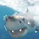 sharkies 𐙚🦈