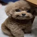 turb banyard