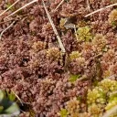 Sphagnum Moss Society
