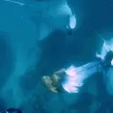 Sappho’s Last Dance  Discord Server Icon