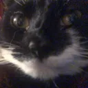 Tonks hangout