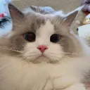 𝗥𝘂𝘀𝗵