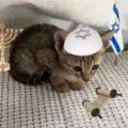 ❖〘🐈〙➥ 𝗥𝗲𝗶𝗻𝗼 𝗚𝗮𝘁𝗮𝗰𝗵𝗼𝘀 ◆
