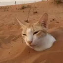 i ATE sand